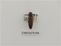 藏品(叩頭蟲(1))的圖片